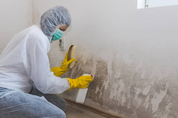 Best Emergency Mold Remediation in Garfield, TX