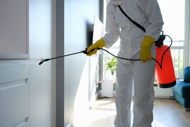 Best White Mold Remediation in Garfield, TX