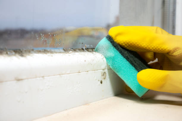 Best Bathroom Mold Remediation in Garfield, TX