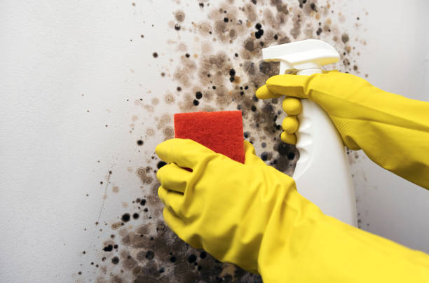 Best Basement Mold Remediation in Garfield, TX
