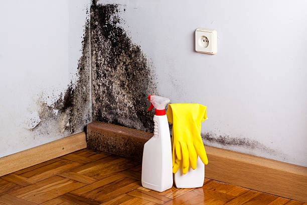 Best Mold Remediation for Specific Building Types in Garfield, TX